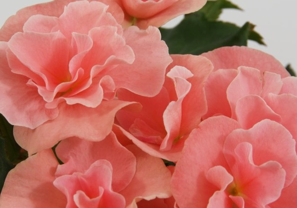 Begonia Blue Sky Appleblossom