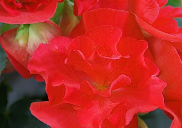 Begonia Blue Sky Red