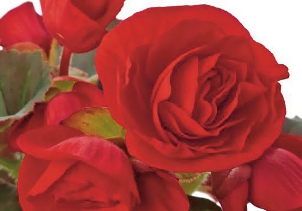 Begonia Solenia Red improved