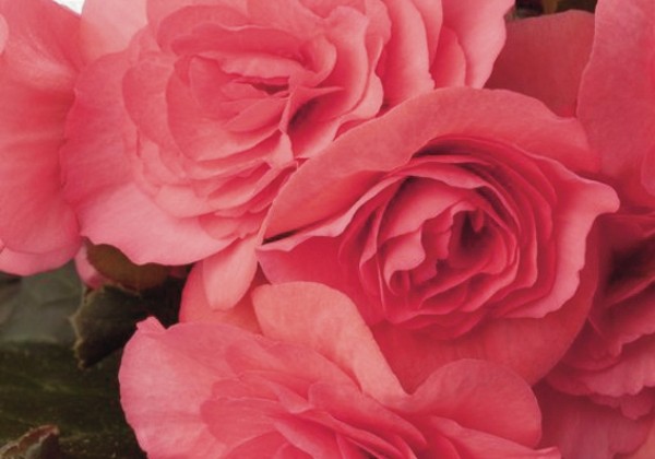 Begonia Solenia Light Pink