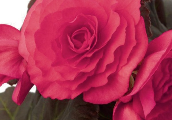 Begonia Solenia Dark Pink