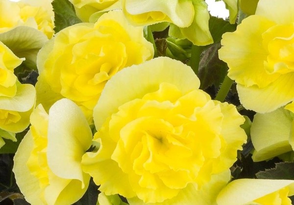 Begonia Solenia Yellow