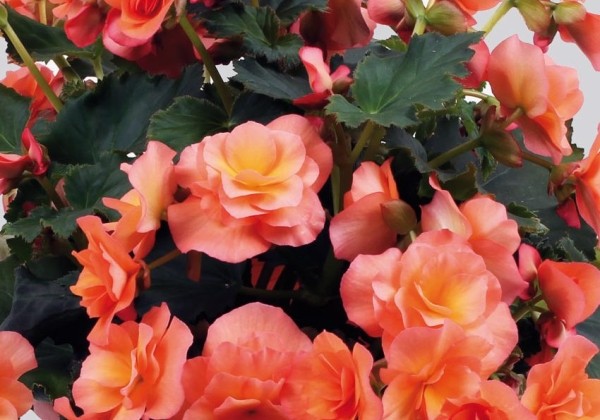 Begonia Solenia Apricot