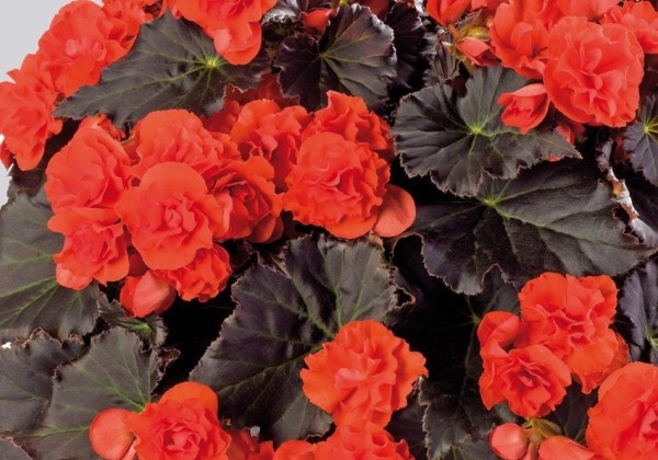 Begonia Solenia chocolate orange