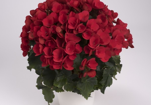 Begonia Betulia Red