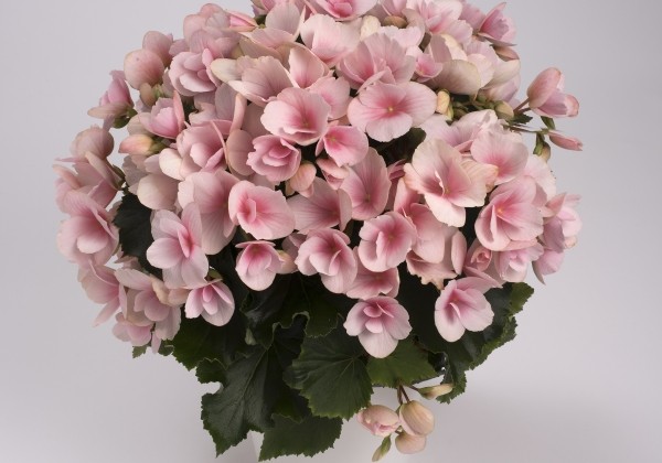 Begonia Betulia Light