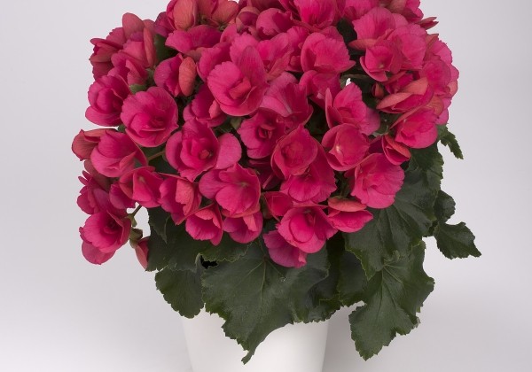 Begonia Betulia Bright Pink