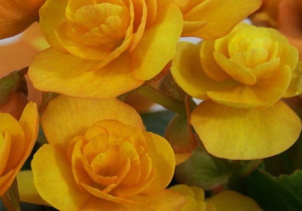 Begonia Catrin