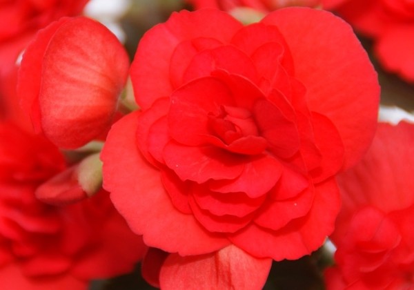 Begonia Chicago