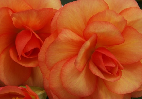 Begonia Arcada Apricot