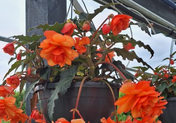 Begonia Arcada Apricot