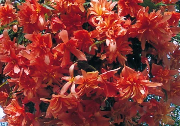 Begonia Pendula Rosa
