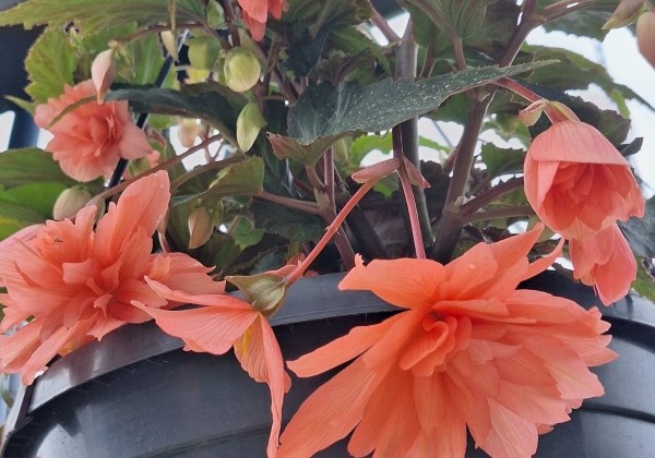Begonia Pendula Rosa