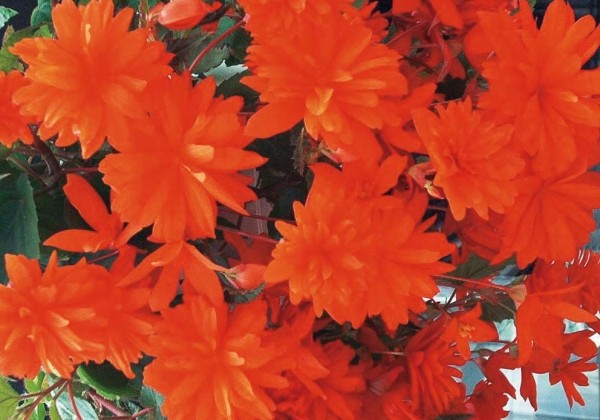Begonia Elserta