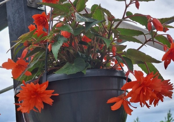 Begonia Elserta