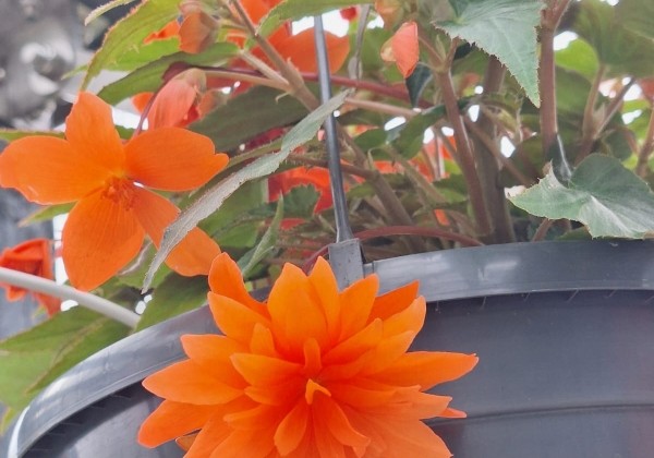 Begonia Elserta