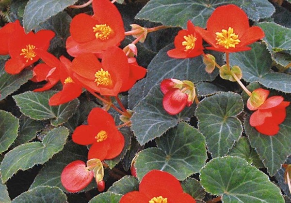 Begonia Flamboyant