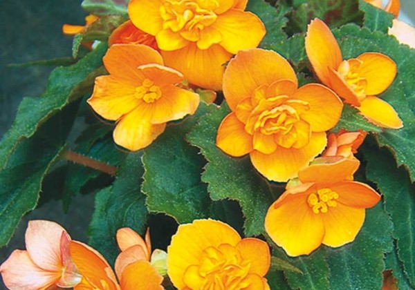 Begonia Richard Galle