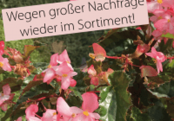 Begonia Richmondensis