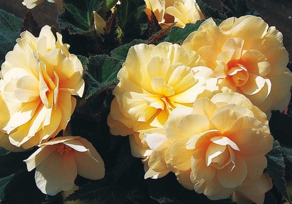 Begonia Champagner
