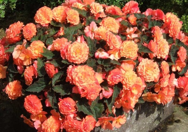 Begonia Peardrop