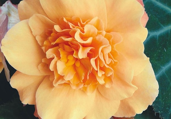 Begonia Buffey