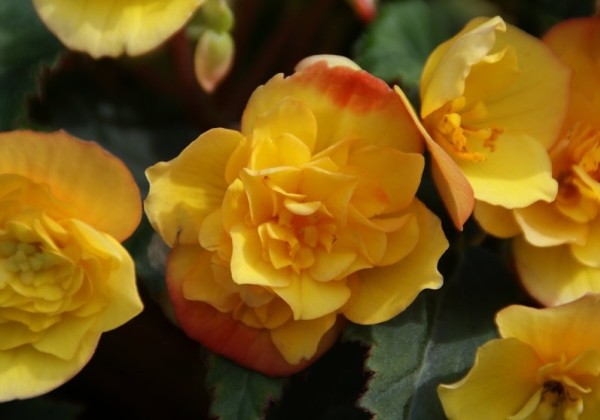 Begonia Goldfinch