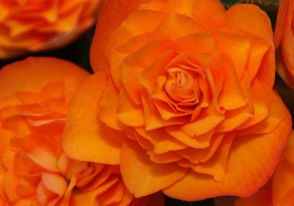 Begonia Orangedrops