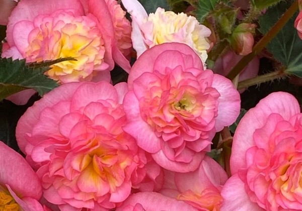 Begonia Pink Fizz