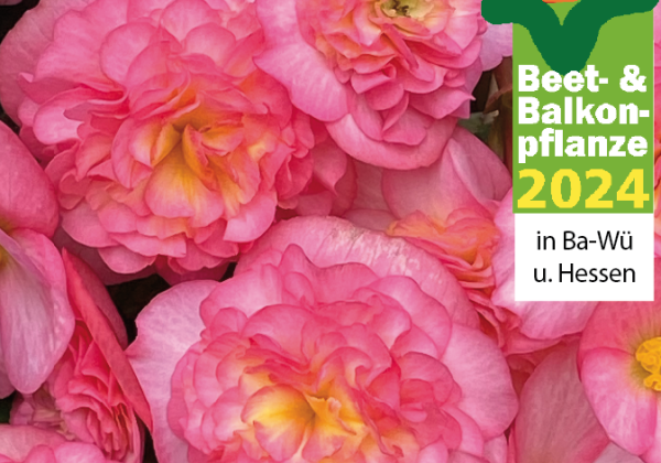 Begonia Pink Fizz