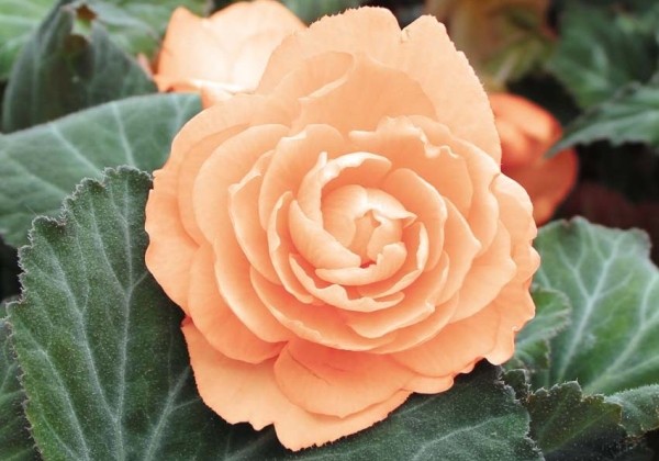Begonia Just peachy duftbegonien