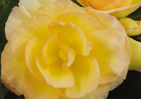 Begonia Sunrise duftbegonien