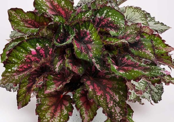 Begonia Breezeleaf Alaska Creek
