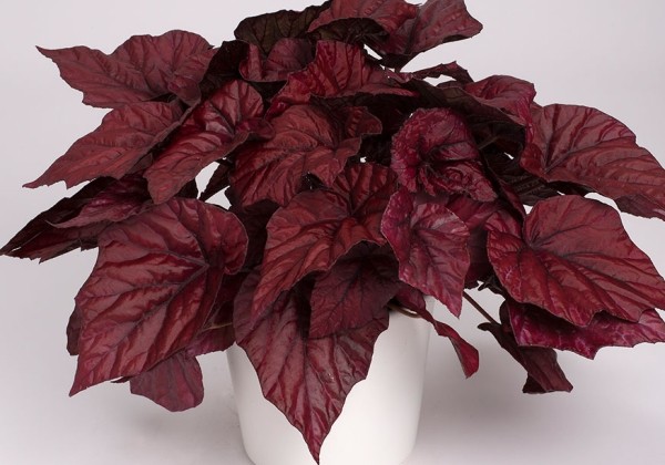 Begonia Breezeleaf Inca Flame