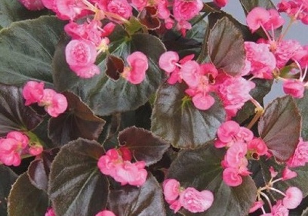 Begonia Little Dumpling Pink