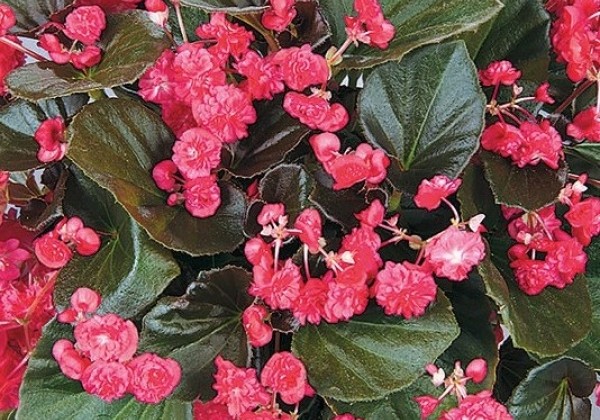 Begonia Little Dumpling Red