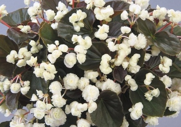 Begonia Little Dumpling White