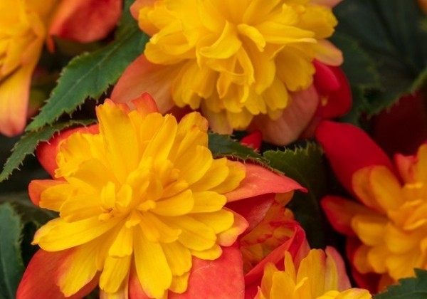 Begonia Rise Up Harlequin