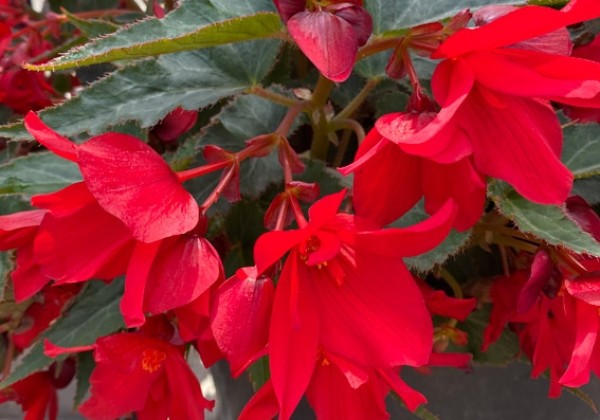 Begonia Shine bright red