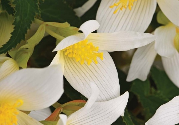 Begonia Shine Bright White