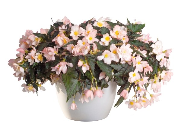 Begonia Shine Bright Appleblossom