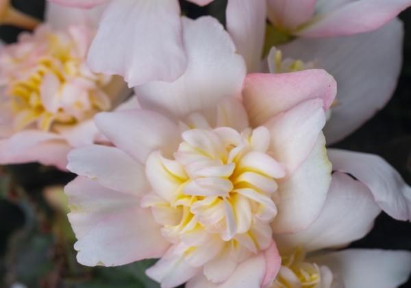 Begonia Shine Bright Appleblossom