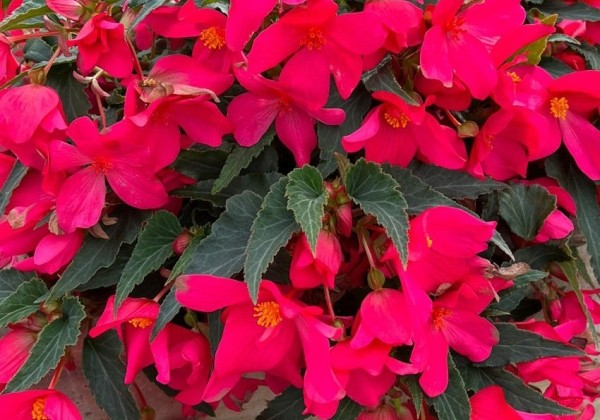 Begonia Shine bright pink