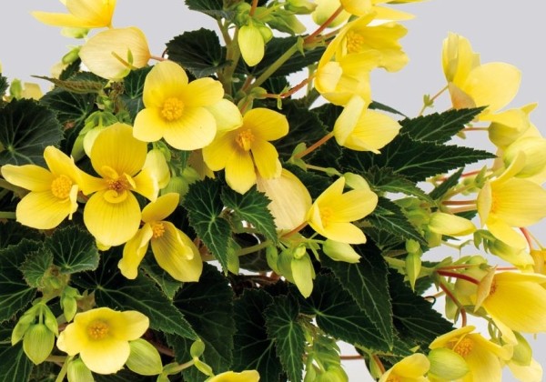 Begonia Shine Bright Yellow