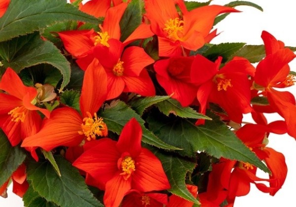 Begonia Shine Bright Orange