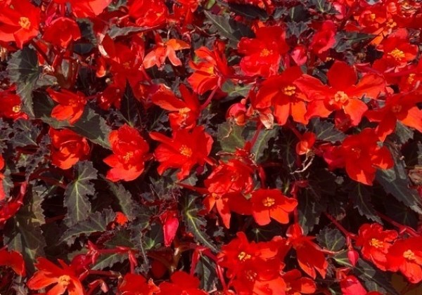 Begonia Shine Bright Espresso Orange