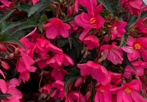 Begonia Shine Bright Magenta