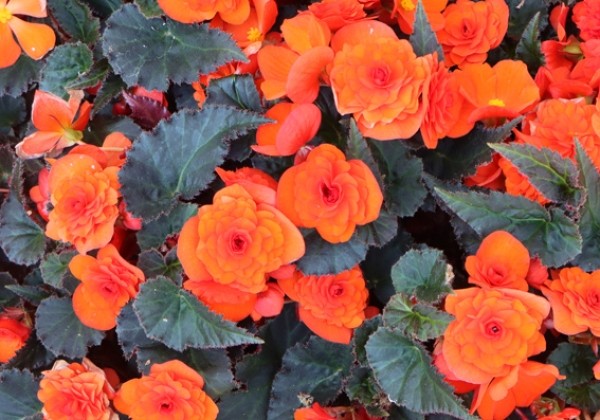 Begonia Mahogany Orange Improved