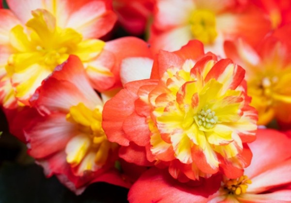 Begonia Beaugonia Poppy Orange
