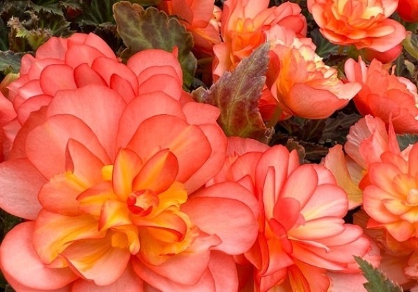 Begonia Beaugonia Poppy Peach